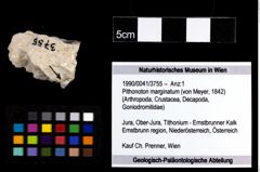 Foto (Objekt + Etiketten) von Pithonoton marginatum (von Meyer, 1842) 